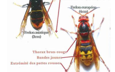 PIEGES ANTI-FRELONS disponibles à l&rsquo;accueil de la mairie